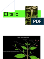 El Tallo