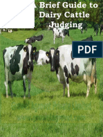 A Brief Guide To Dairy Cattle Judging