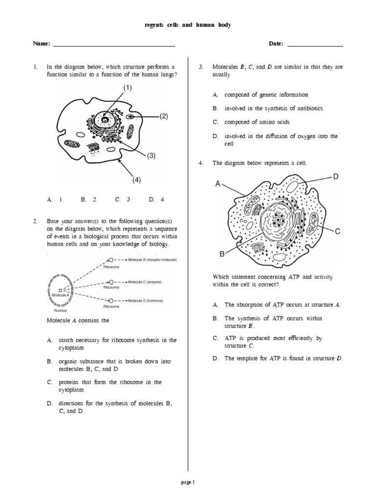 regents cells and human body Cell (Biology) Virus