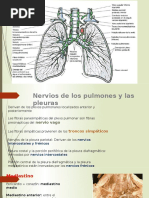 Netter Corazon | PDF | Ventrículo (corazón) | Corazón