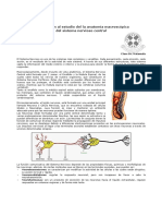 Neuroanatomia-ufro