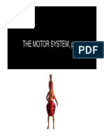 The Motor System Part I: Muscles, Spinal Cord & Reflexes