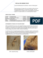 Fetal Pig Dissection Worksheet