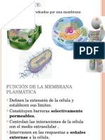 Membrana Plasmática y Transporte de Macromoléculas