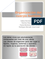 Organización Del Cuerpo Humanocuerpo humano