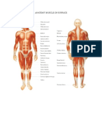 Anatomy Muscle On Surface