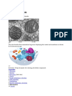 Mitochondrion