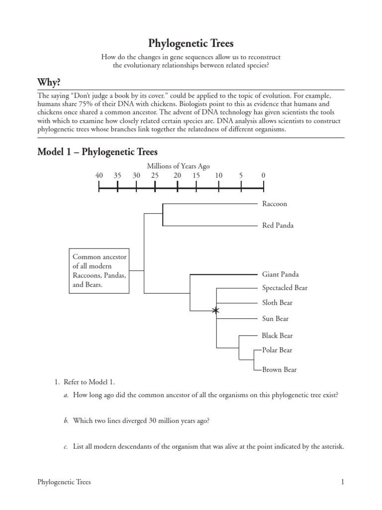 cladogram pogil | Phylogenetic Tree | Organisms