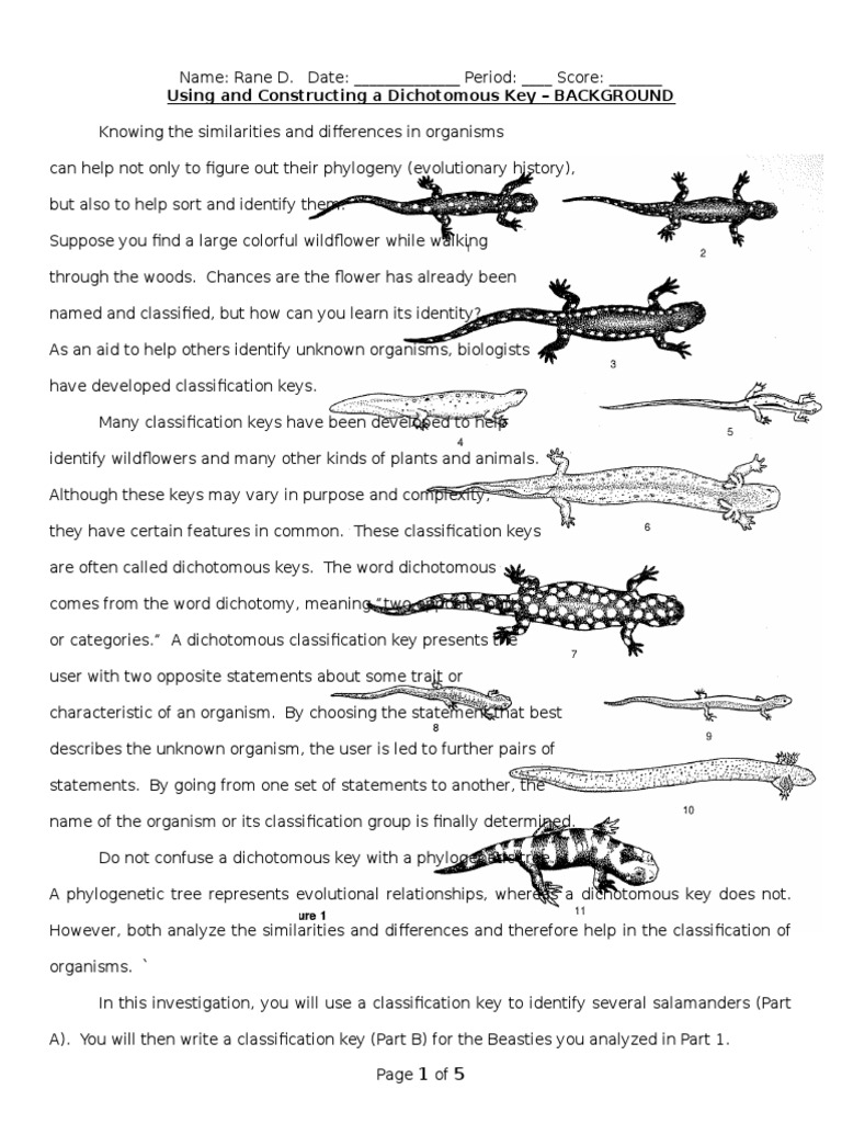 worksheet Worksheet D Taxonomic Key Answers dichotomous key lizard taxonomy biology species