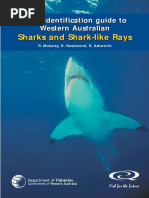 Sharks and Shark-Like Rays