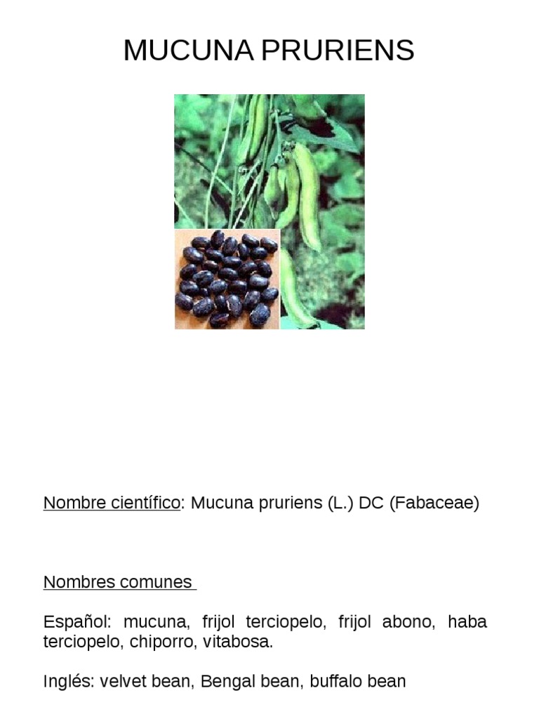 Mucuna Pruriens: Usos y Beneficios | PDF | Phaseolus Vulgaris | Siembra