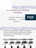 A Evolução Do Cérebro Humano