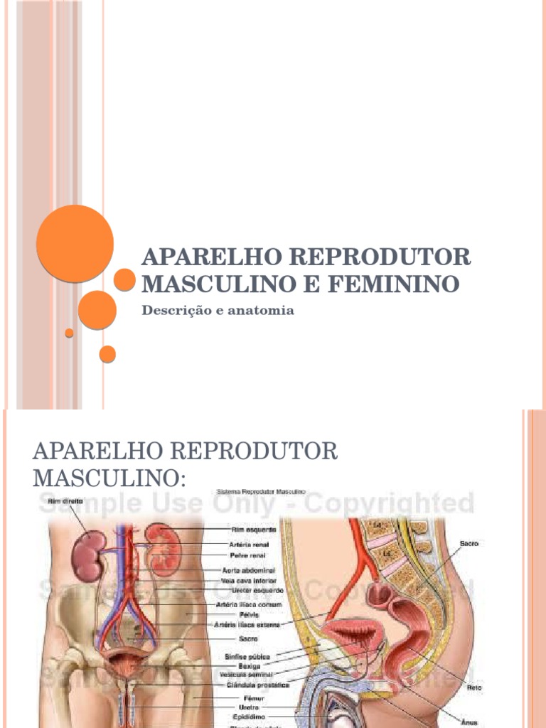 Aparelho Reprodutor Masculino E Feminino
