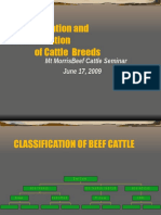 Beef Cattle Classification