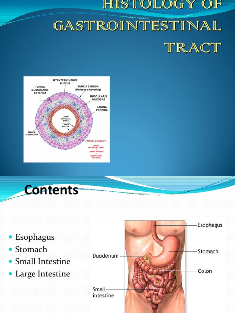 Digestive System Histology Overview | PDF | Stomach | Gastrointestinal ...