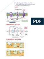 Transporte de La Membrana Celular