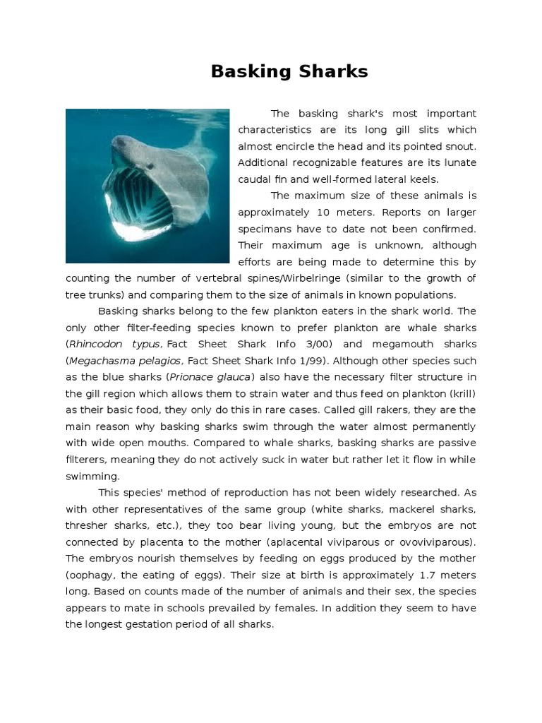 Download Basking Sharks Description | Sharks | Fish