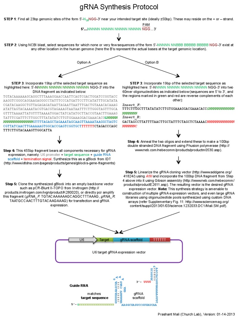 Church Grna Cloning Protocol Directionality (Molecular Biology