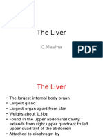 Liver Anatomy