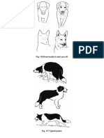 Sketches of Dog