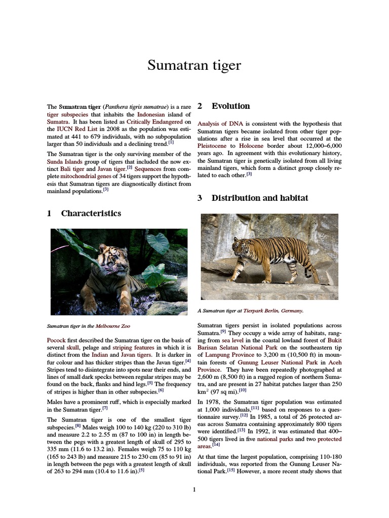 Sumatran Tiger | Tiger | Conservation