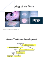 Embryology Testis 08 PDF