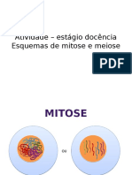 Mitose e Meiose ED - Esquemas