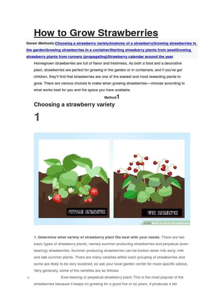 How To Grow Strawberries PDF Strawberry Sowing