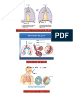 Ventilación Pulmonar o Respiración Externa