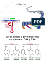 Acidos Nucleicos