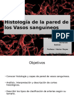 Histología Vasos Sanguineos (1).ppt