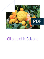 Gli agrumi in Calabria