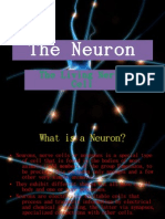 The Neuron (Bigger Slides)