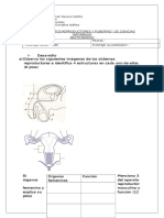 sexto, aparatos reproductores y pubertad.docx