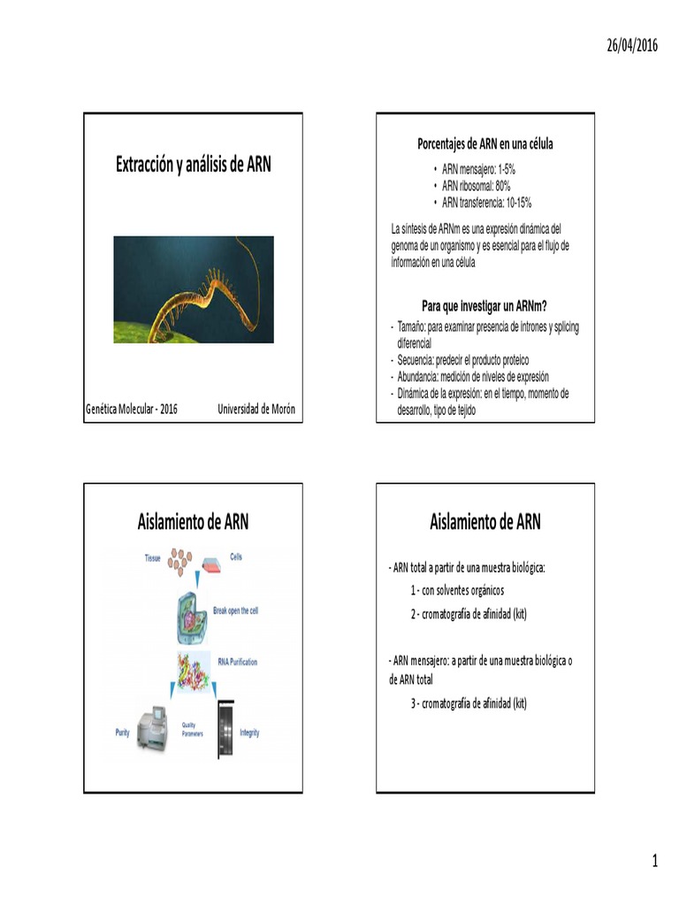 Extracción y Análisis de ARN | PDF | Adn Microarray | Reacción en ...