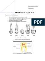 Anatomi Gigi Premolar