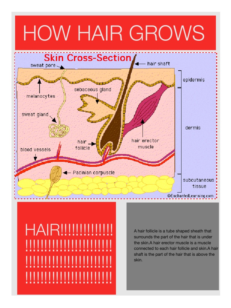 Understanding Hair Erector Muscles | PDF | Religion & Spirituality