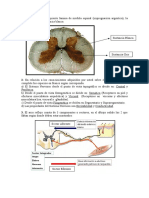 Prueba de Neuroanatomía Ya Respondida Segundo Semestre