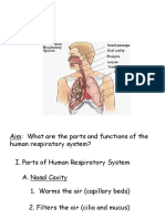 Respiratory System (Human)