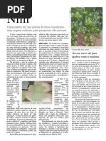 Vet - Organico - Oleo de NIM