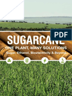 Sugarcane: One Plant, Many Solutions
