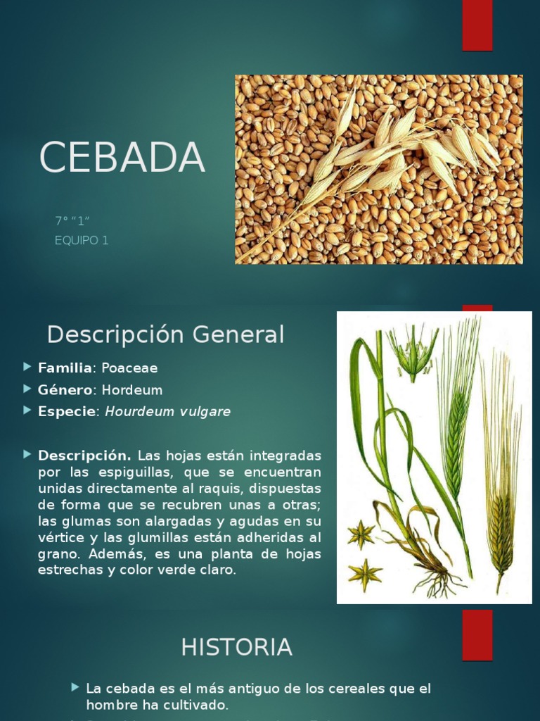 Propiedades de La Cebada y Sus Beneficios Cebada Cereales
