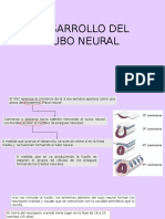 Desarrollo Del Tubo Neural