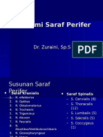 5-17 Anatomi Saraf Perifer