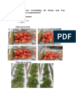 Proceso de Embarque de La Fresa