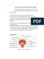 Fisiologi Dan Persarafan Pada Kandung Kemih DR BB II