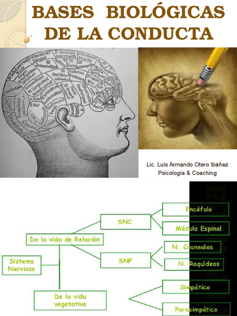 Bases Biologicas de La Conducta | PDF | Médula espinal | Cerebro