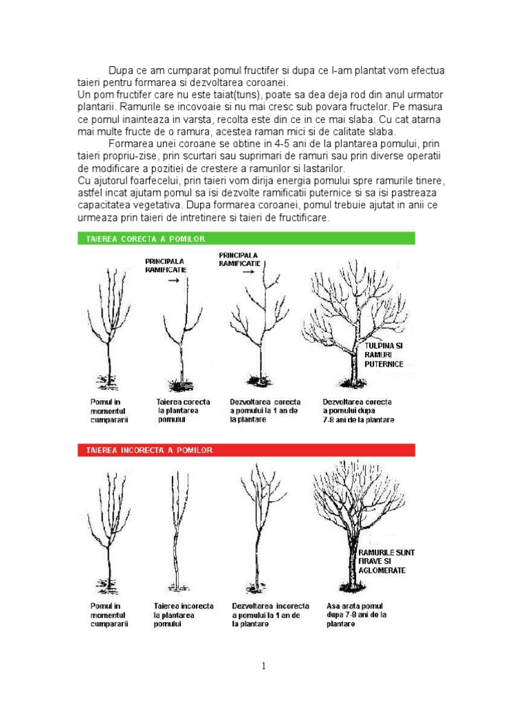 Pomi | PDF