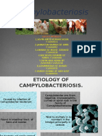 Campylobacteriosis Disease