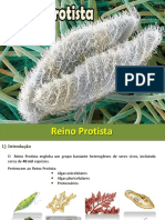 Reino Protista PDF